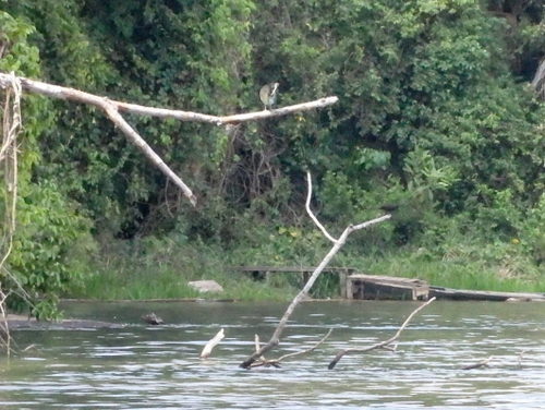 Lago Sandavol (Reserva Nacional Tambopata), Amazon, Peru.